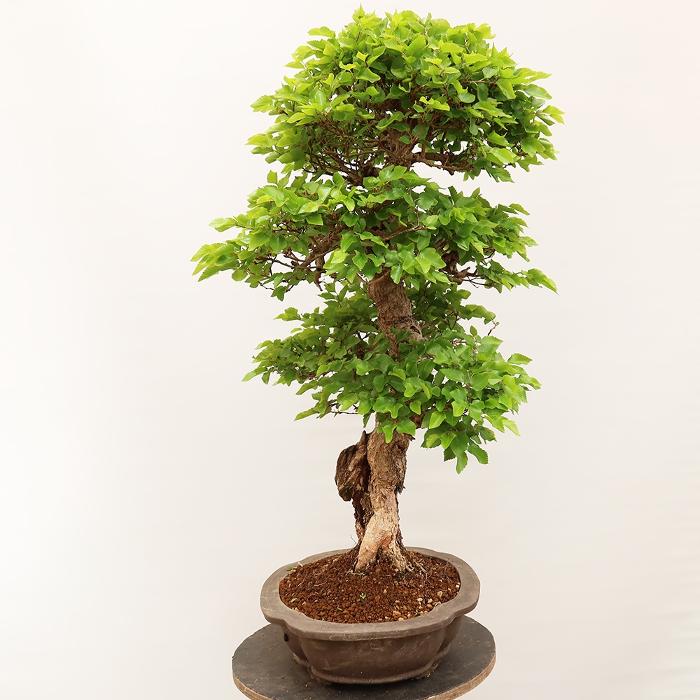 Bonsai da esterno -Carpinus Coreana - Carpino coreano