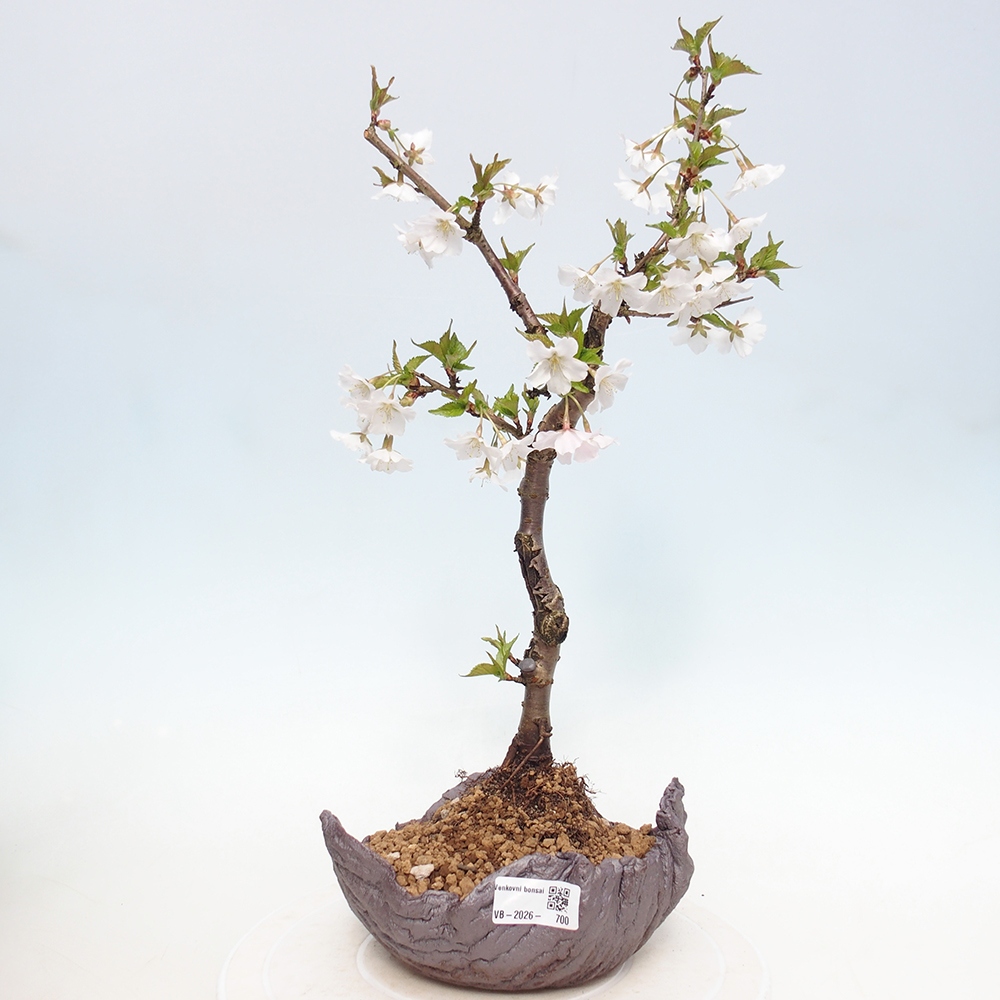 Bonsai da esterno - Prunus incisa Kojou-no mai-Plivon ritagliato