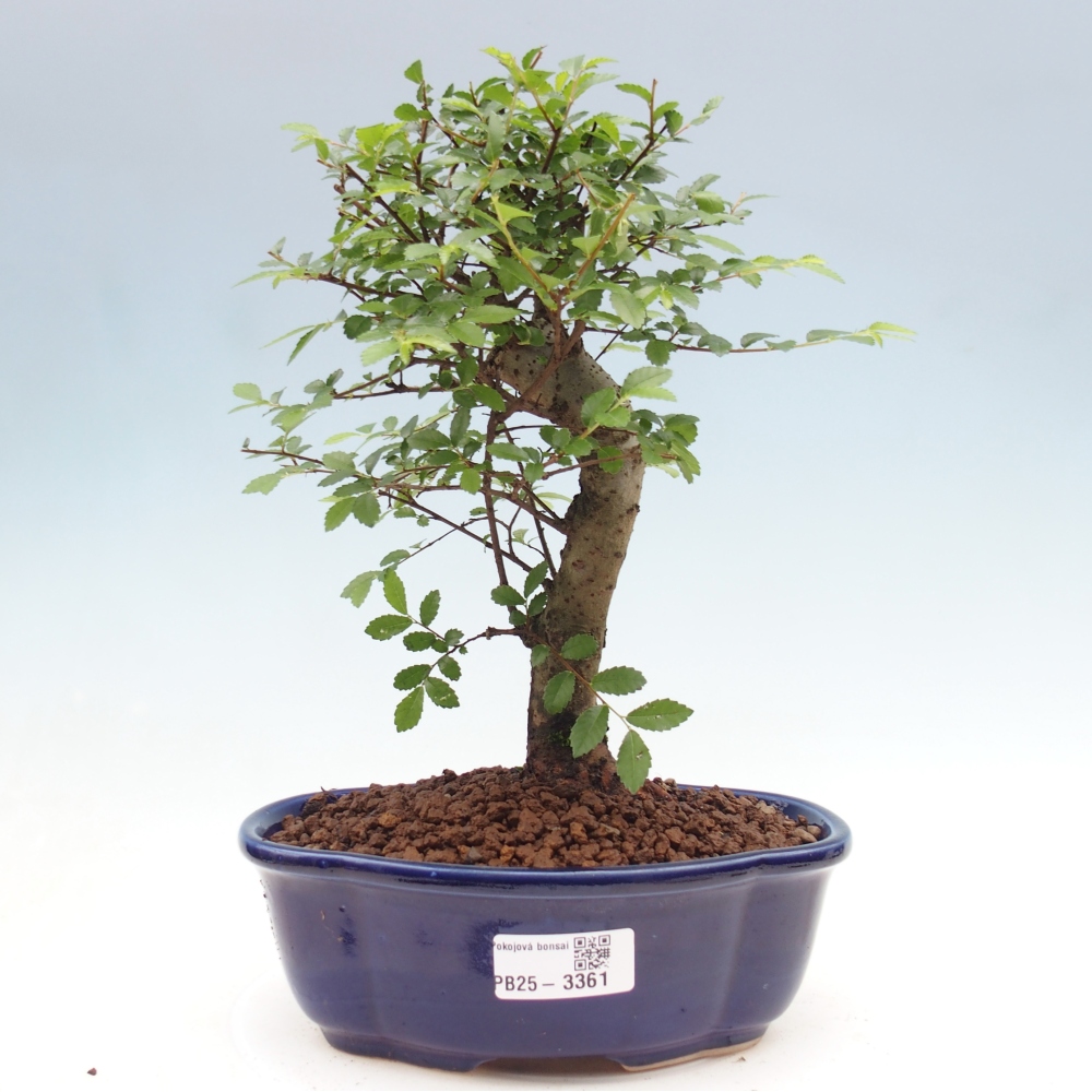 Camera bonsai - Ulmus parvifolia - Olmo a foglie piccole