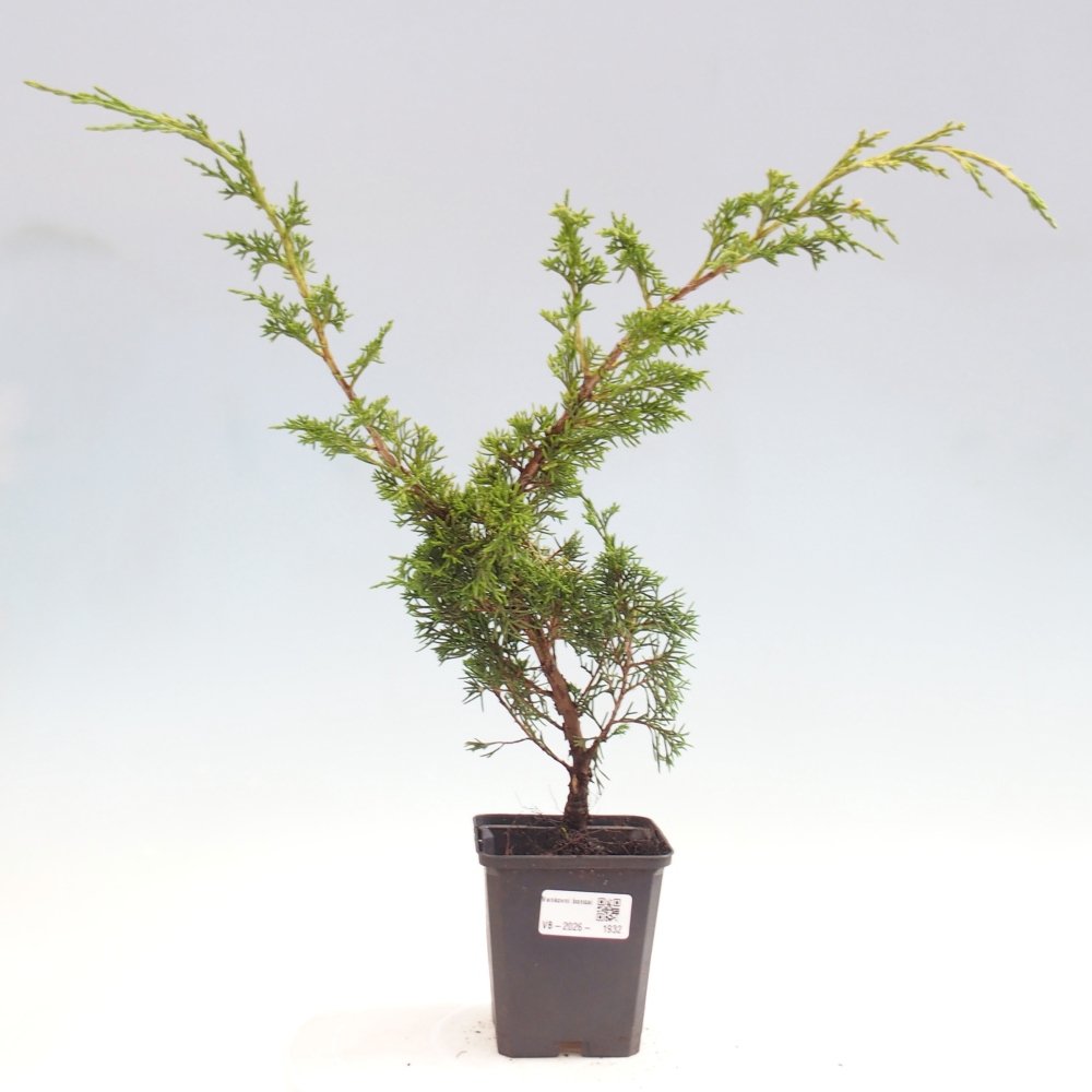 Bonsai da esterno - Juniperus chinensis Itoigawa