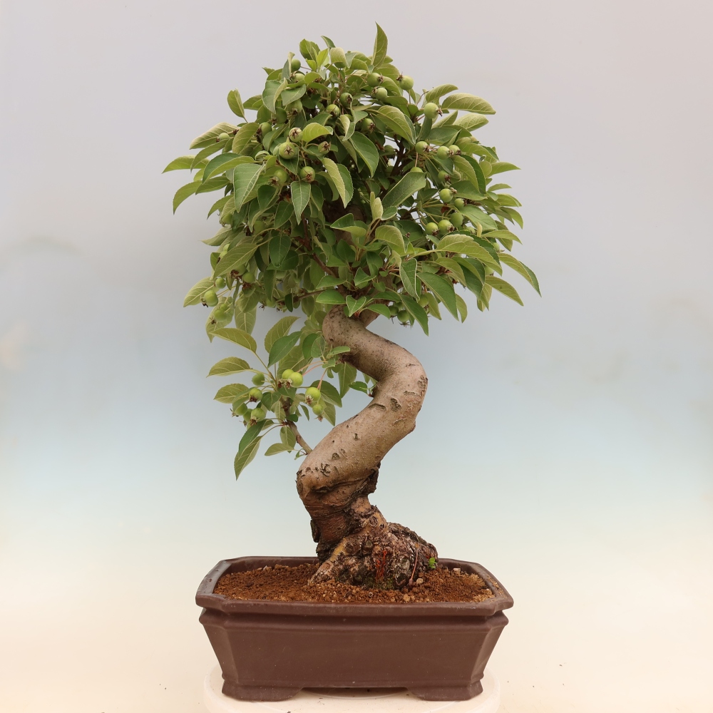 Bonsai da esterno -Malus halliana - Melo a frutto piccolo