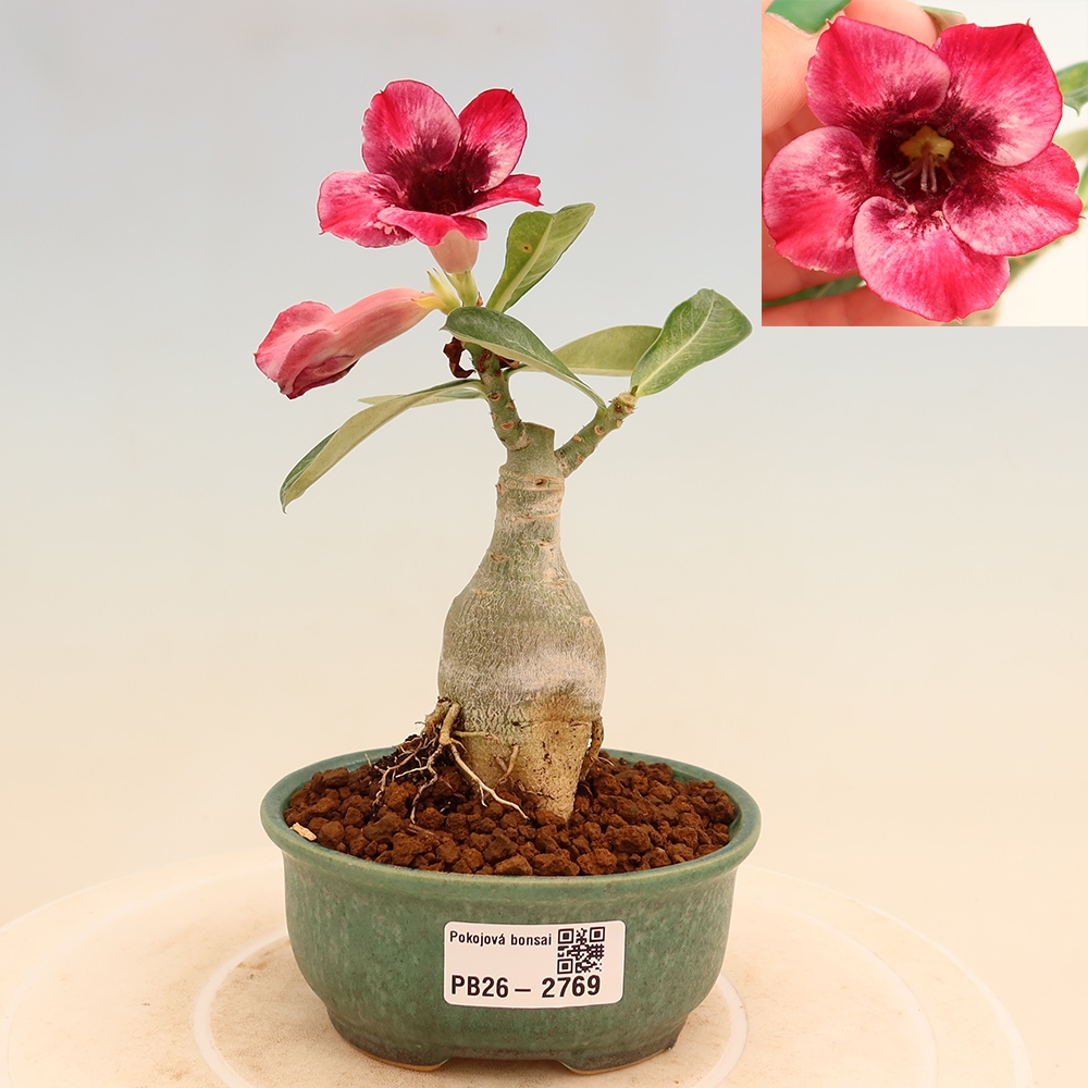 Bonsai da interno - Adenium obesum innestato Mumbai Pink Diamond  - Rosa del deserto