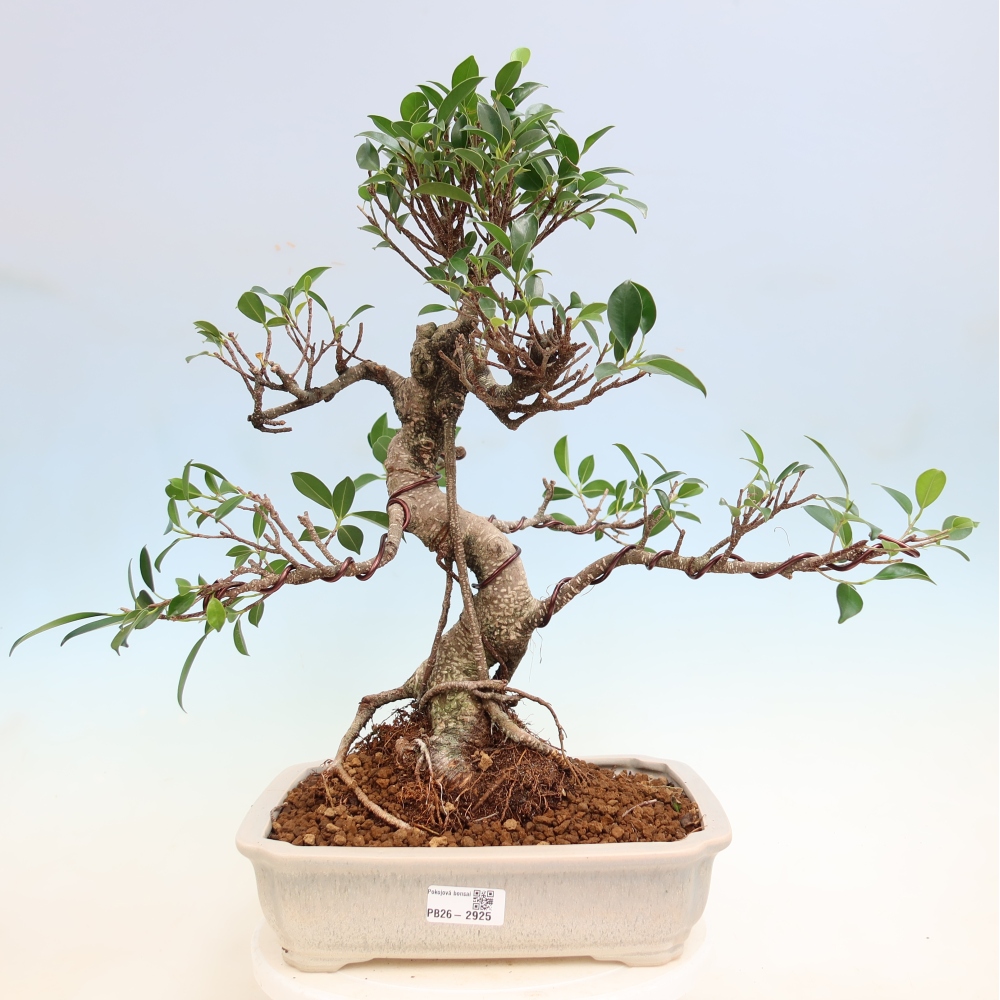 Camera bonsai - Ficus kimmen - ficus a foglie piccole