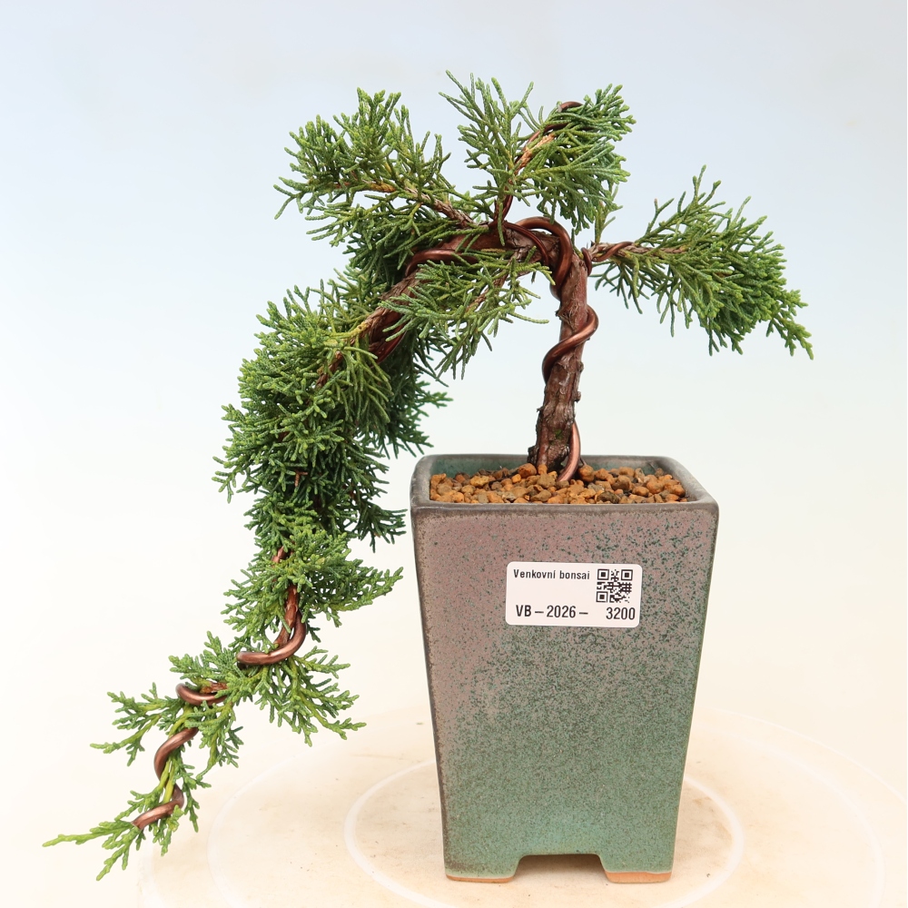 Bonsai da esterno - Juniperus chinensis Kishu