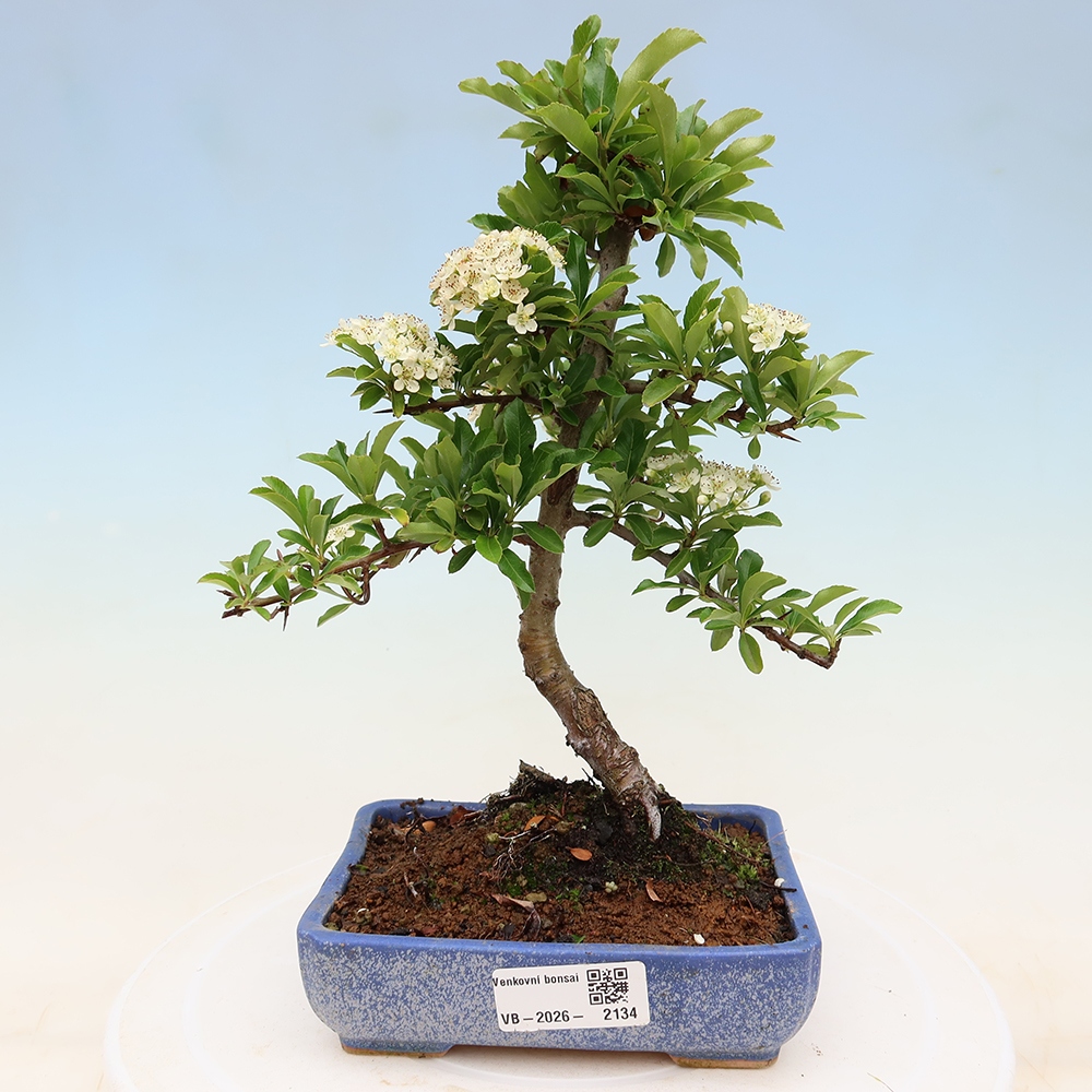 Bonsai da esterno - Pyracantha teton - Pyracantha scarlatta