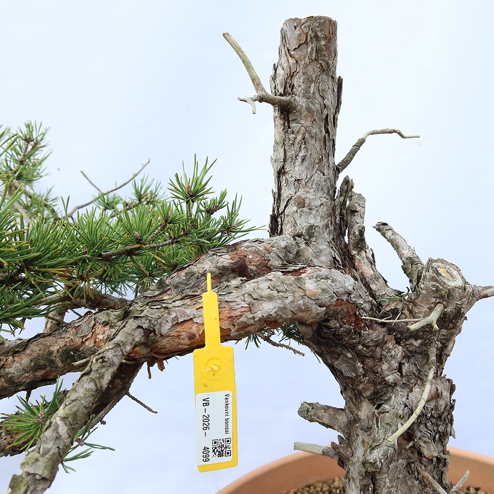 Pinus sylvestris Spagna - pino silvestre