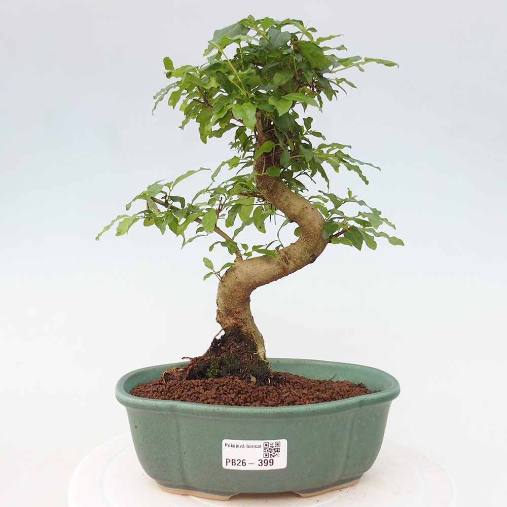 Camera bonsai -Ligustrum chinensis - Becco d'uccello
