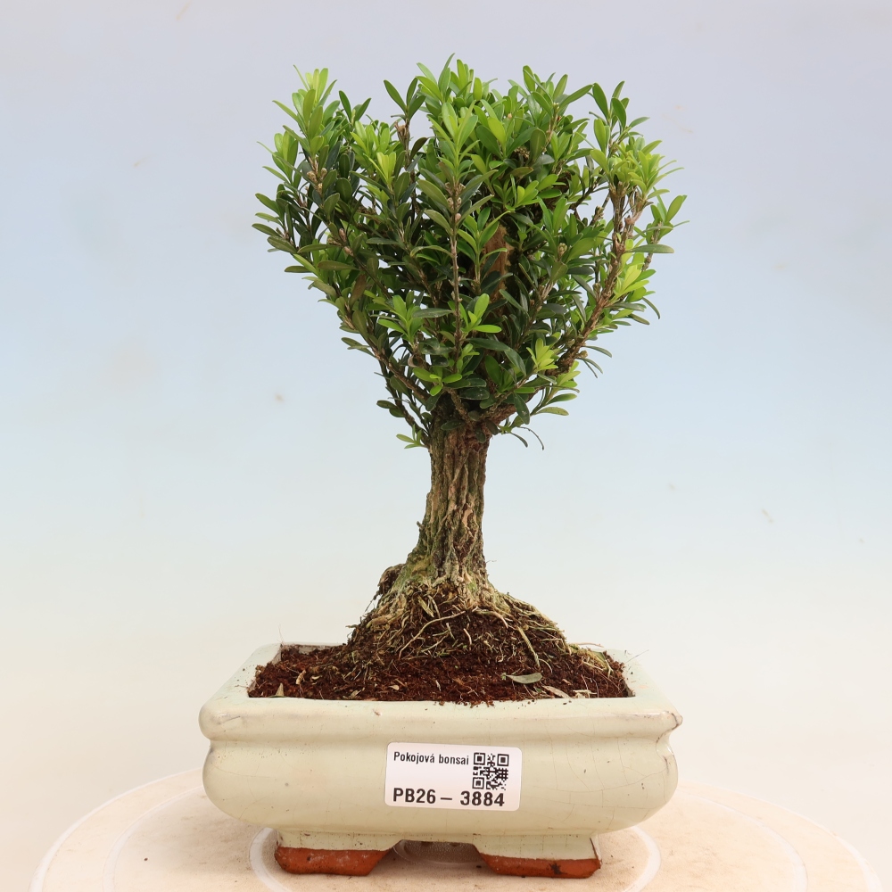 Camera bonsai - Buxus harlandii - buxus da sughero