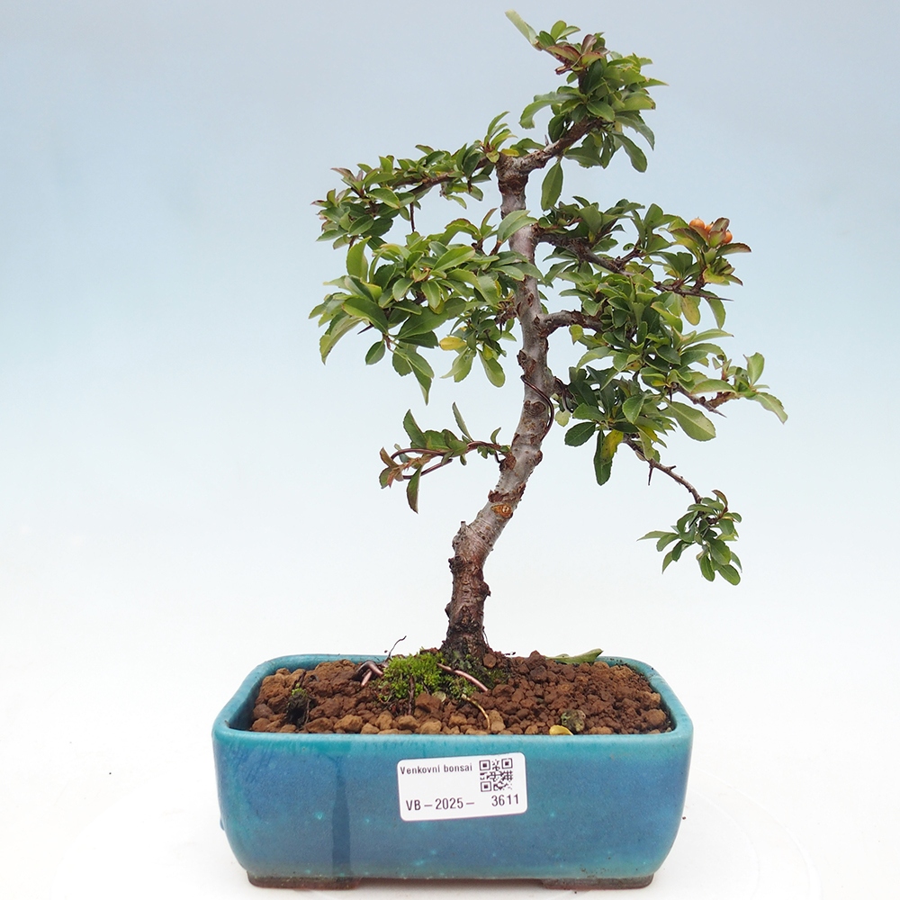 Bonsai da esterno-Pyracantha Teton -Hlox