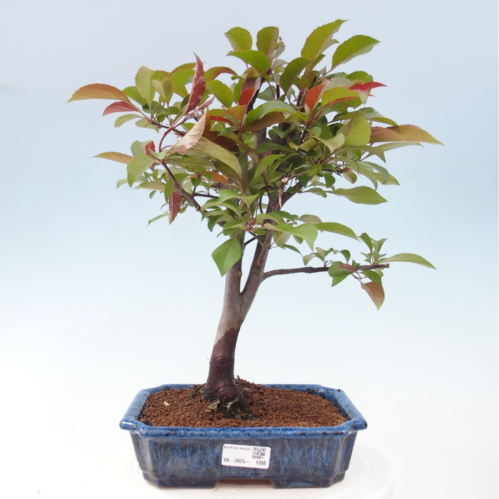 Bonsai da esterno -Malus domestica - Melo a piccoli frutti a foglie rosse