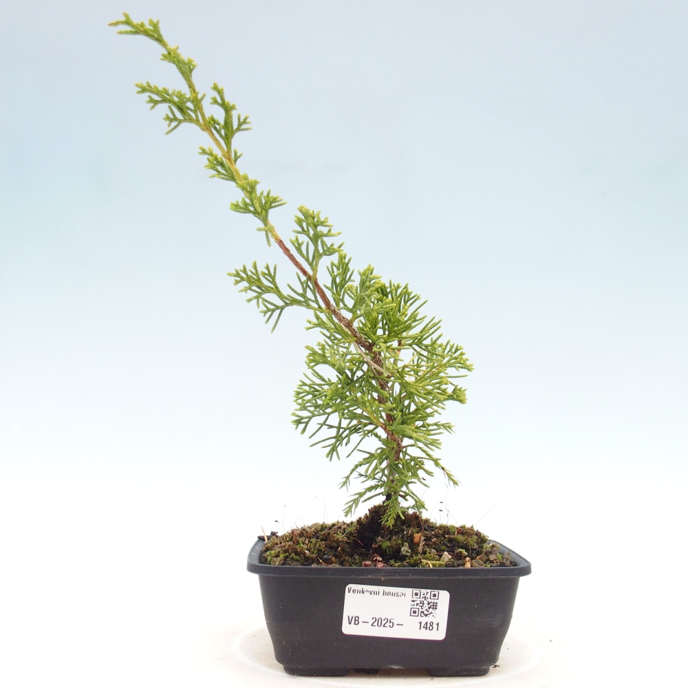 Bonsai da esterno - Juniperus chinensis Itoigawa