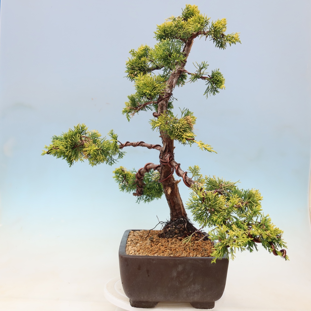 Bonsai da esterno - Juniperus chinensis  aurea - Ginepro cinese dorato