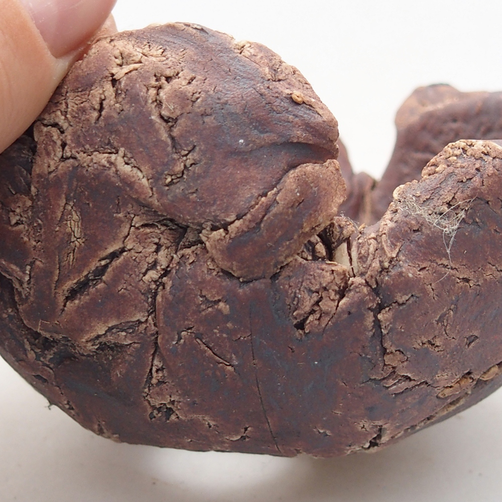 Conchiglia in ceramica 10 x 9 x 5,5 cm , colore marrone