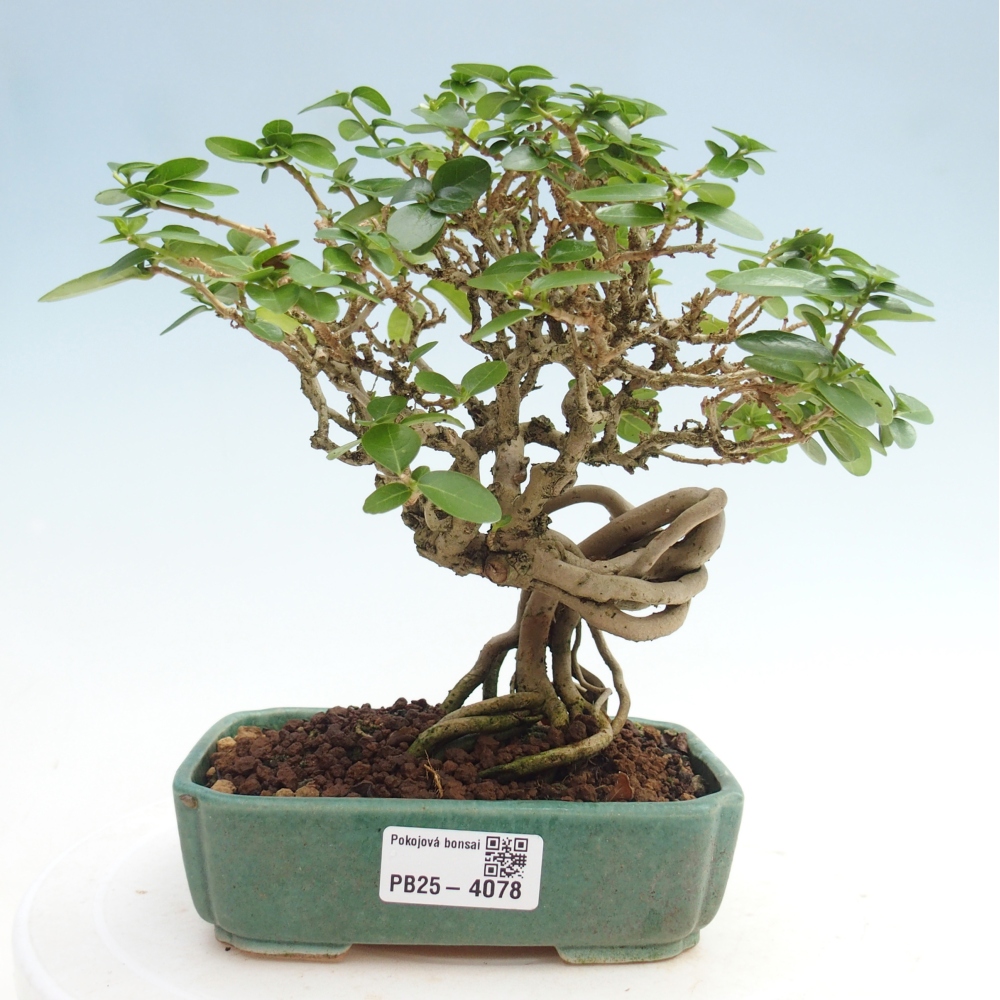 Bonsai da interno - Premna serratifolia - Kozlovna malolista