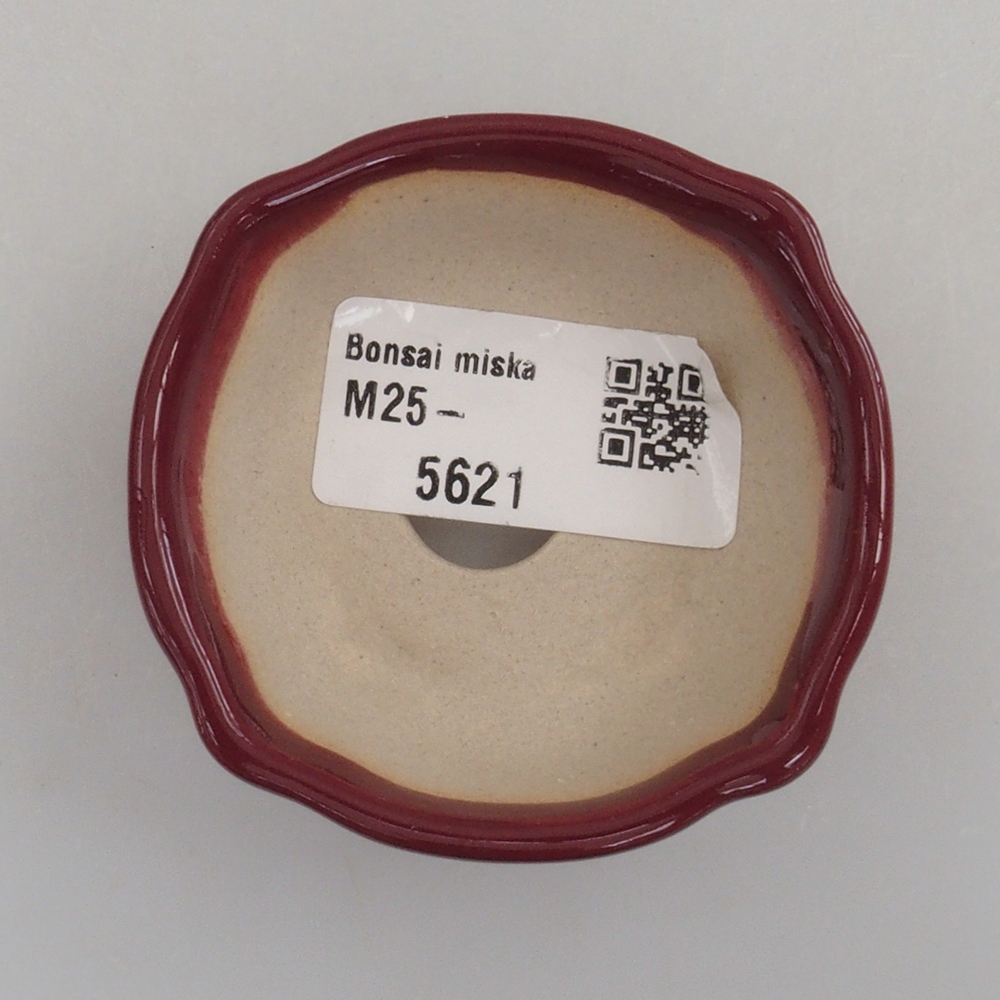 Mini bonsai 6 x 6 x 2,5 cm, bordeaux