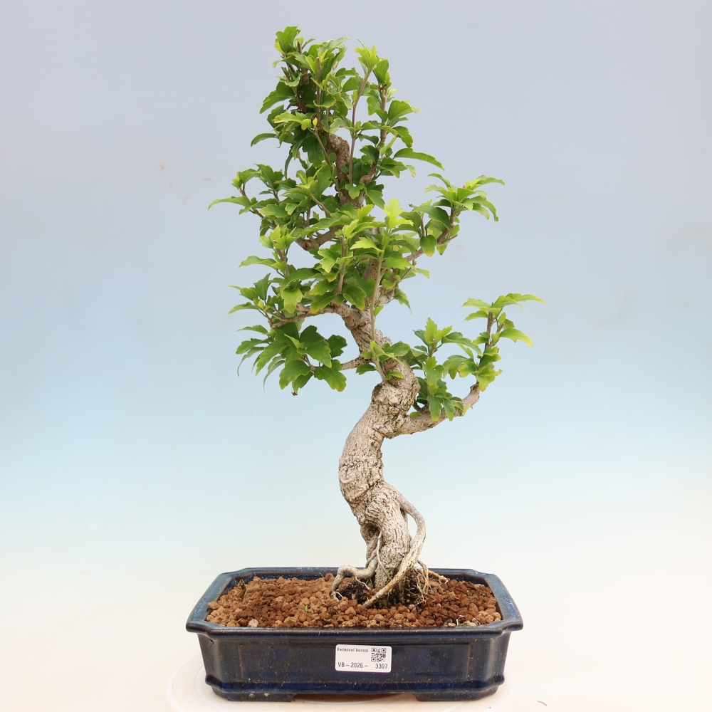Bonsai da esterno - Hibiscus syriacus - Ibisco siriano