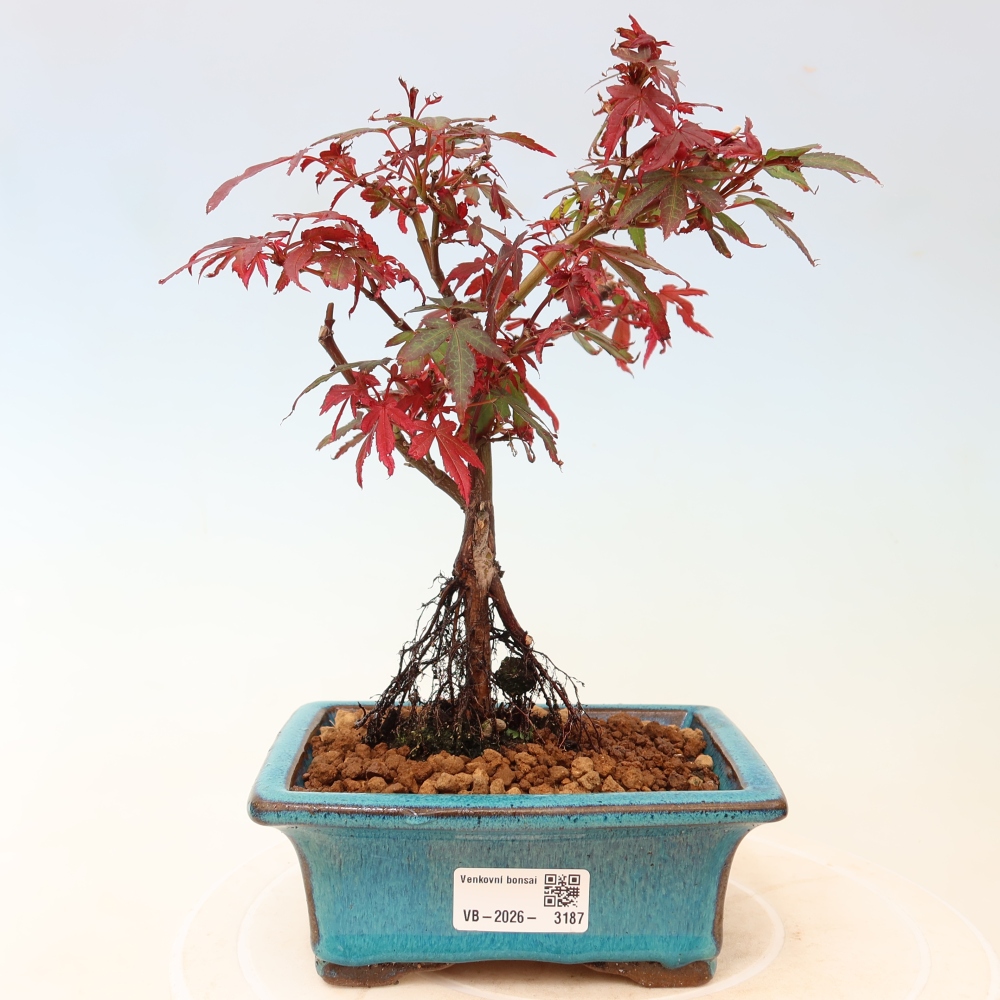 Bonsai da esterno - Acero palmatum - Acer palmatum Berry Broom 