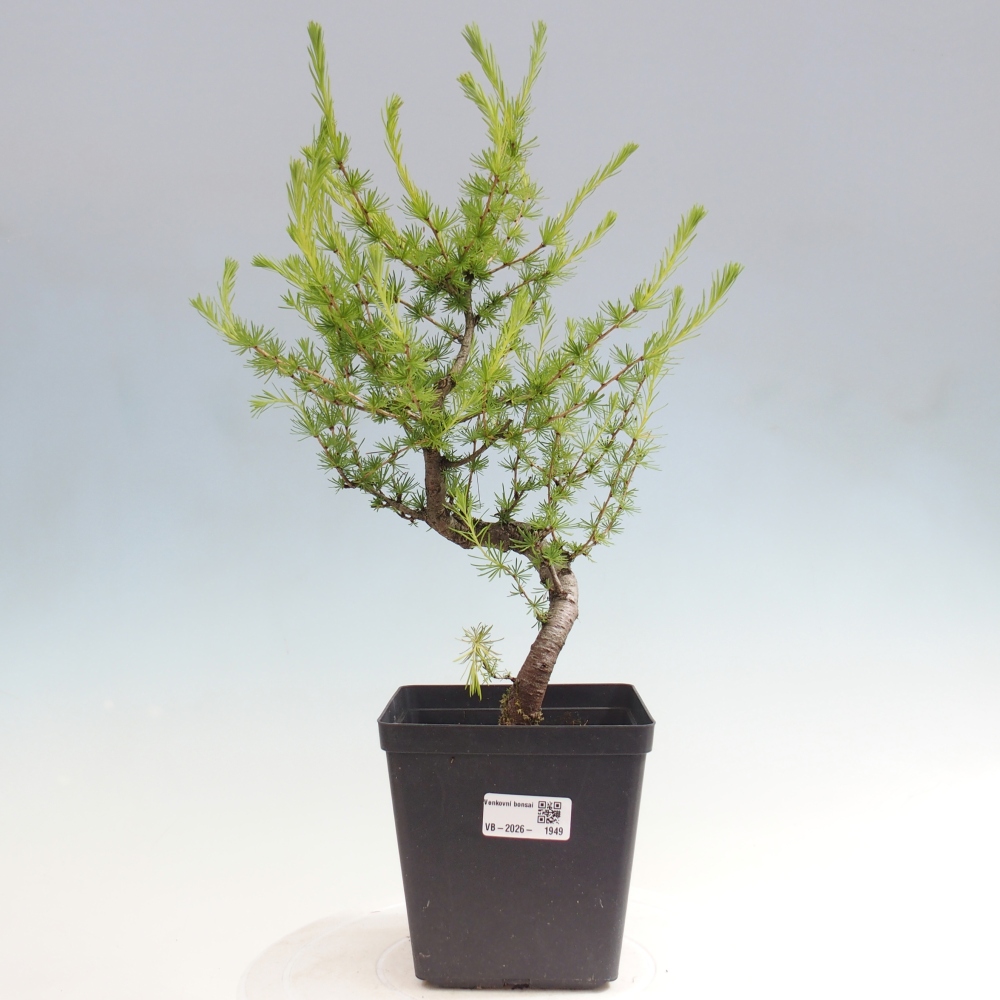 Bonsai da esterno -Larix decidua - Larice