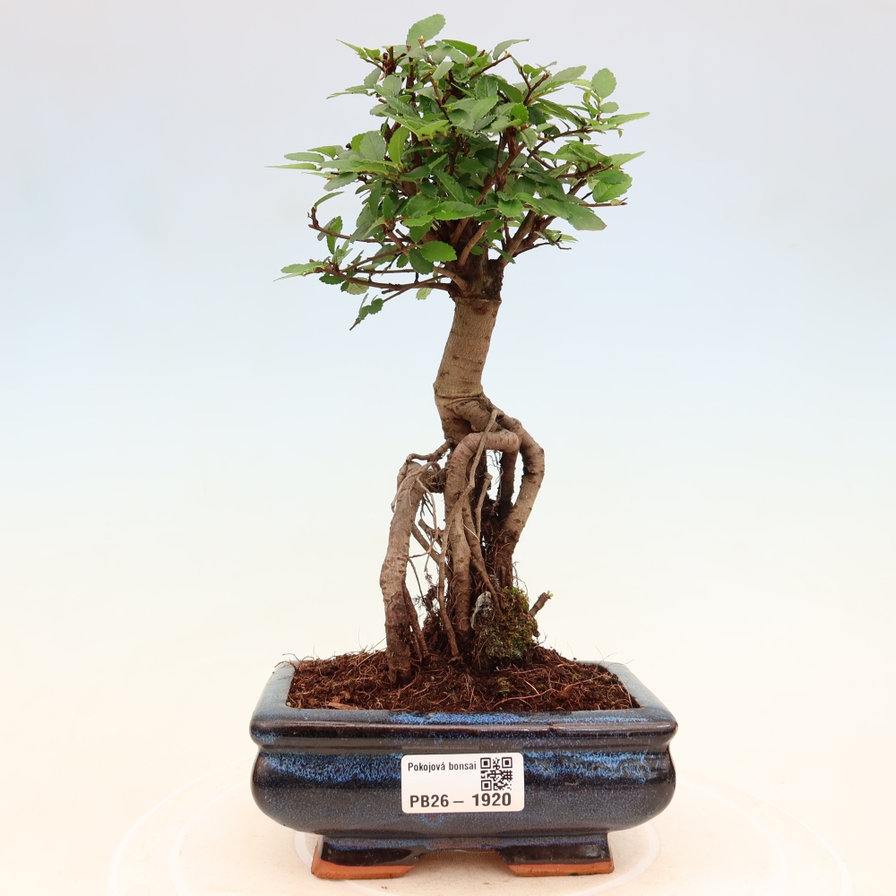 Camera bonsai - Ulmus parvifolia - Olmo a foglie piccole