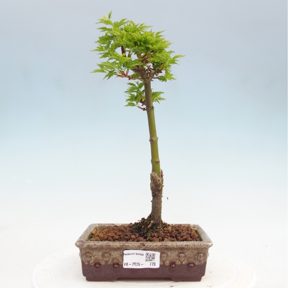 Bonsai da esterno -Palma di Giava Acer palmatum Shishigashira