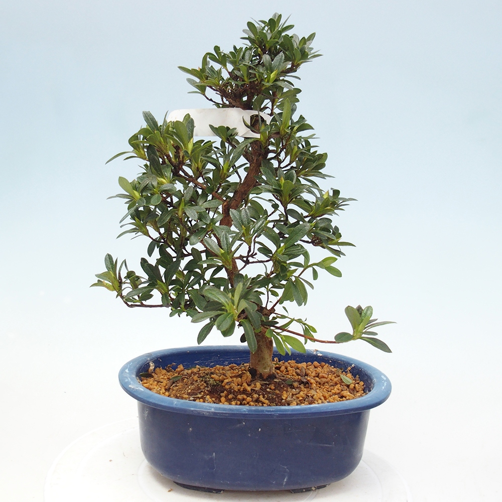 Bonsai da esterno - Azalea giapponese - Azalea Santoka
