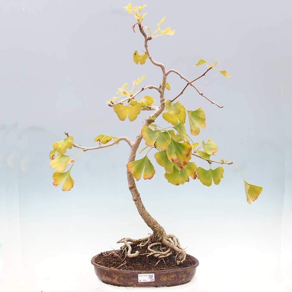 Bonsai da esterno - Ginkgo biloba - Ginkgo biloba