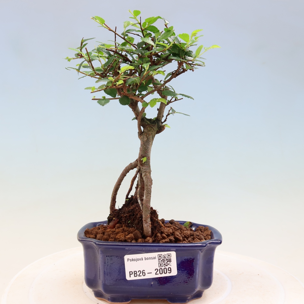 Camera bonsai - Ulmus parvifolia - Olmo a foglie piccole