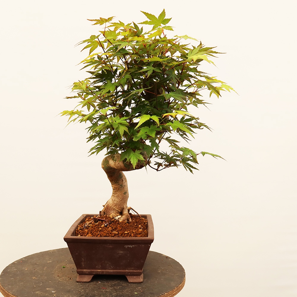Bonsai da esterno - Acero palmato - Palme
