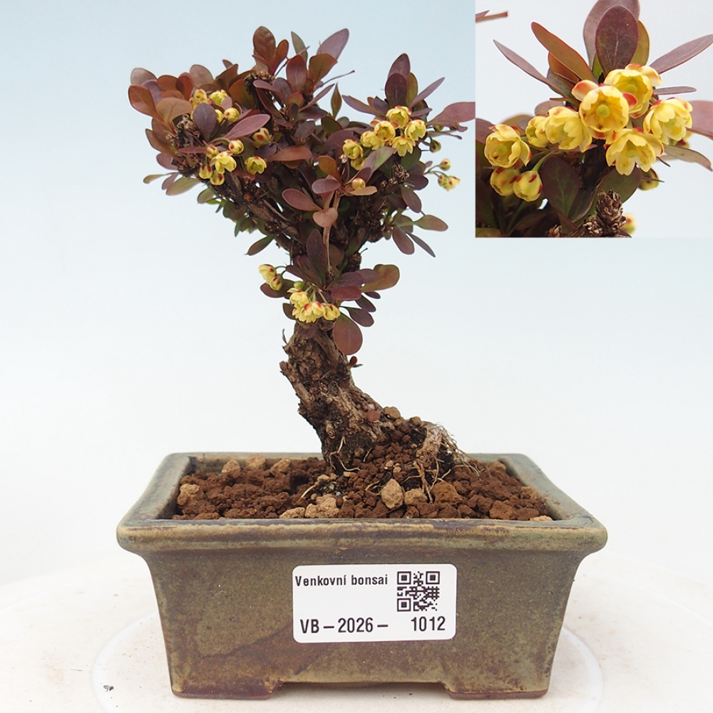 Bonsai da esterno - Berberis Thunbergii Bagatelle