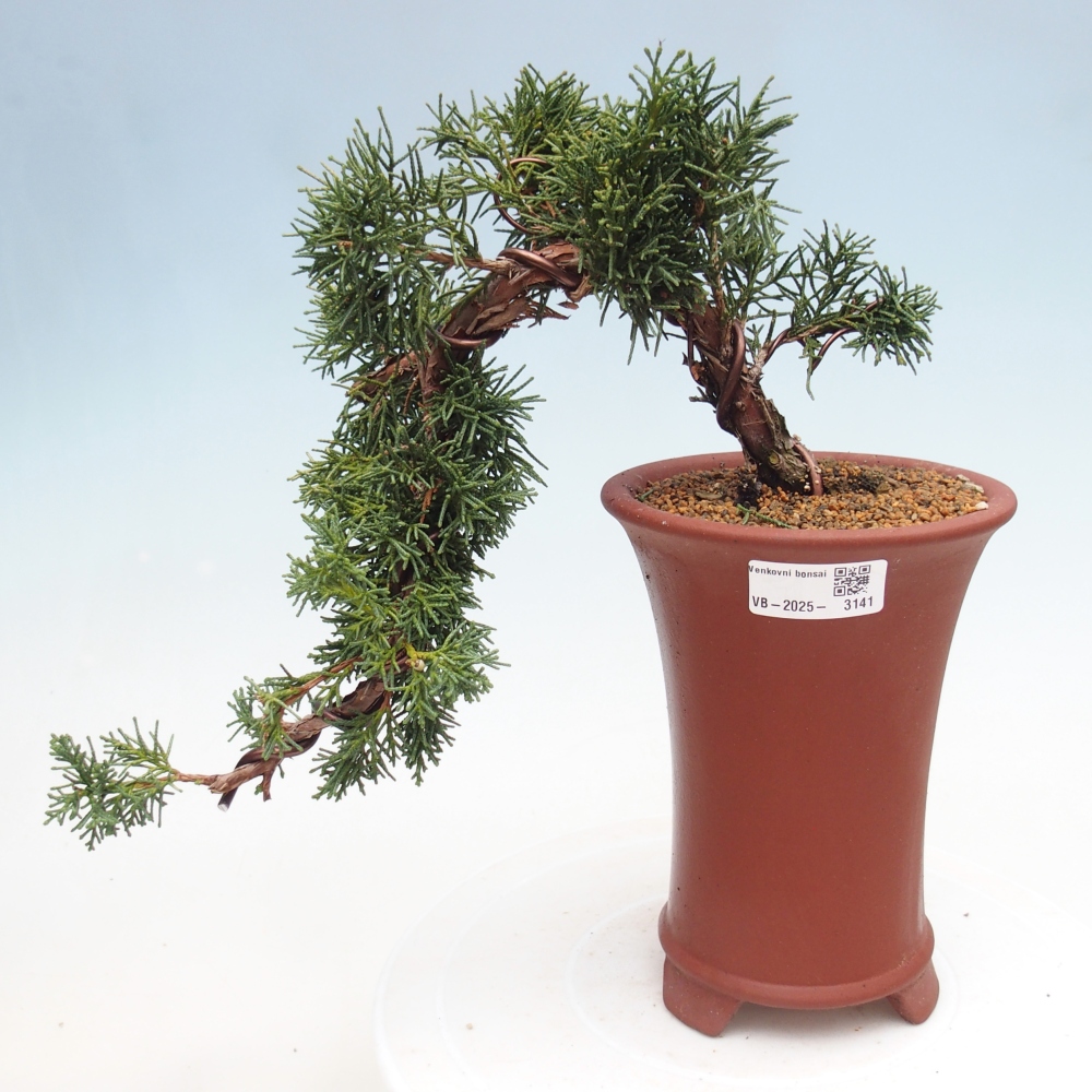 Bonsai da esterno - Juniperus chinensis Kishu