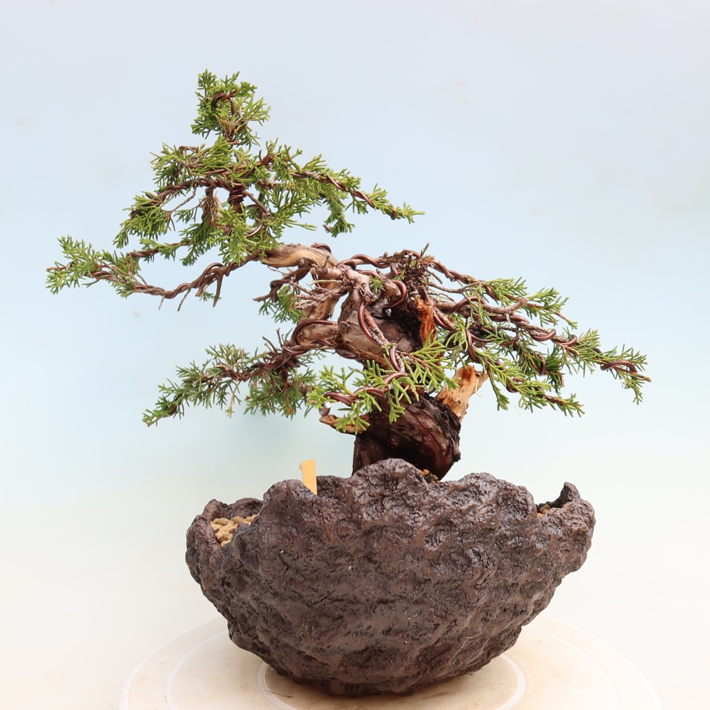 Bonsai da esterno - Juniperus chinensis Itoigawa-Juniperus chinensis