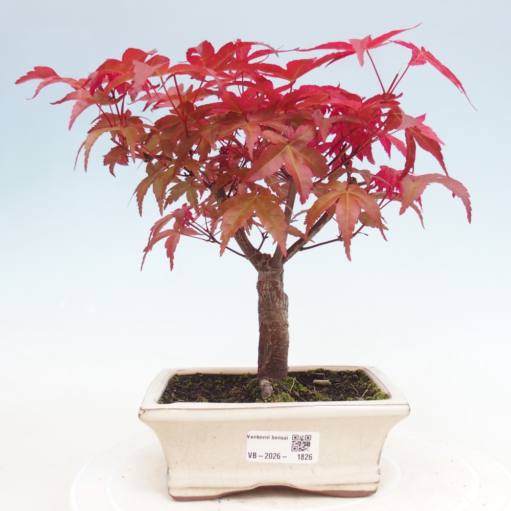 Bonsai da esterno - Acer palmatum DESHOJO