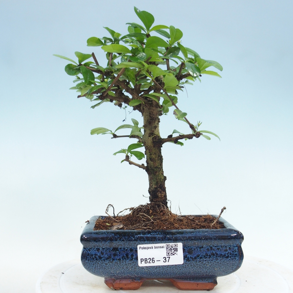 Camera bonsai - Carmona macrophylla - Tea fuki