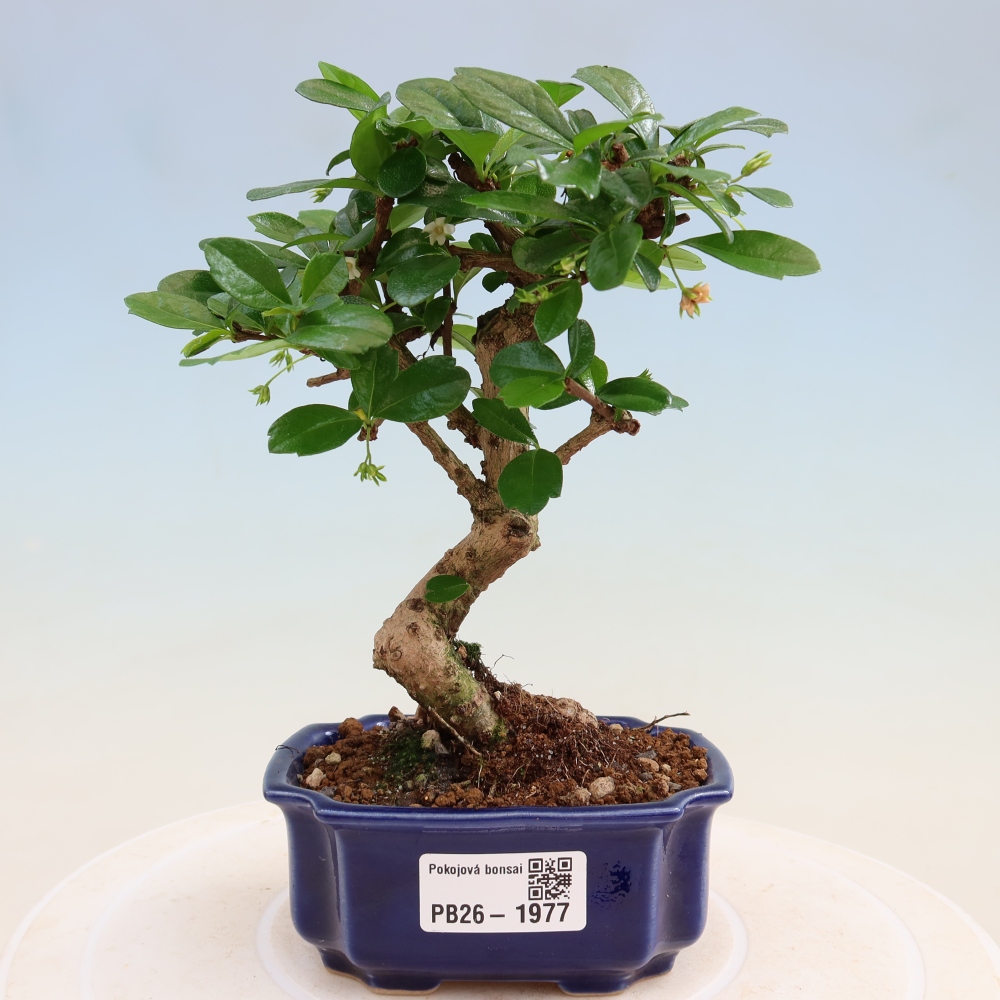 Camera bonsai - Carmona macrophylla - Tea fuki