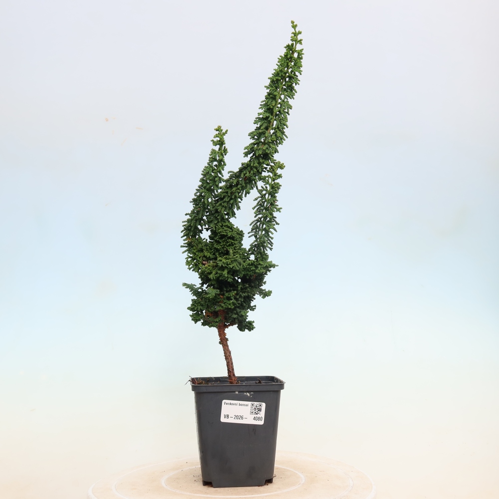Bonsai da esterno - Cham. obtusa SEKKA HINOKI - Cipresso