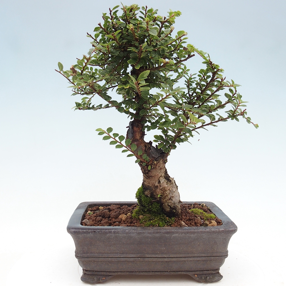 Bonsai da esterno - Ulmus parvifolia Hokkaido - Olmo cinese