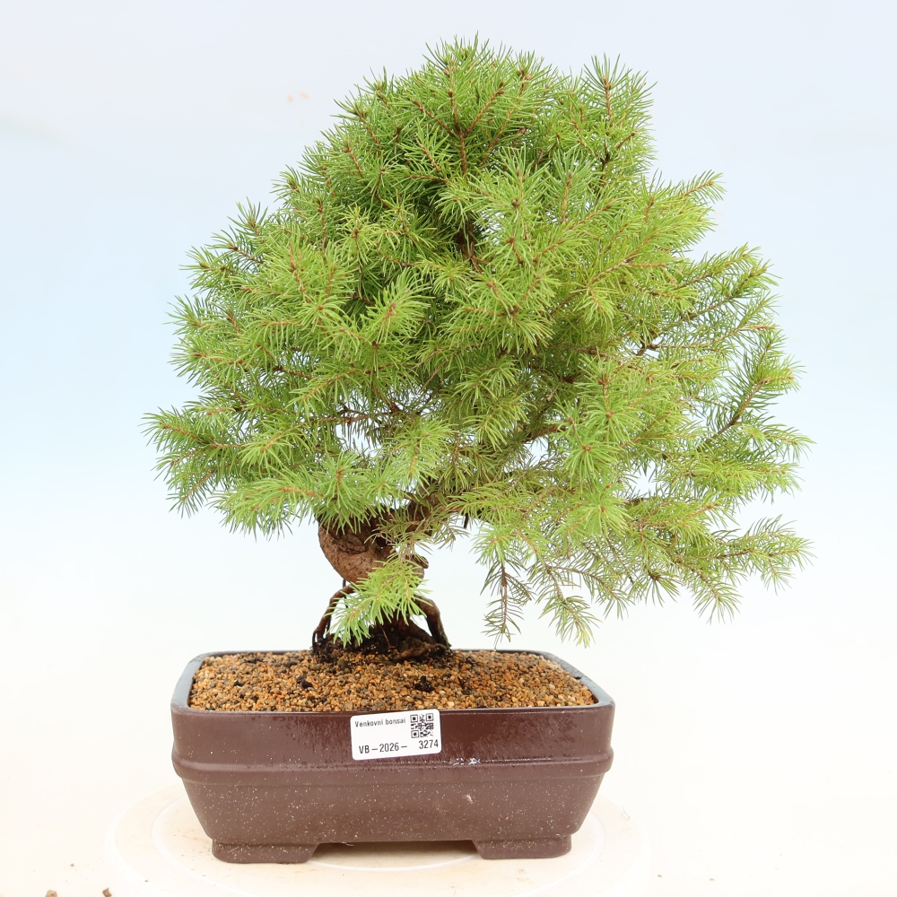 Bonsai da esterno - Abete rosso - Picea glauca globo