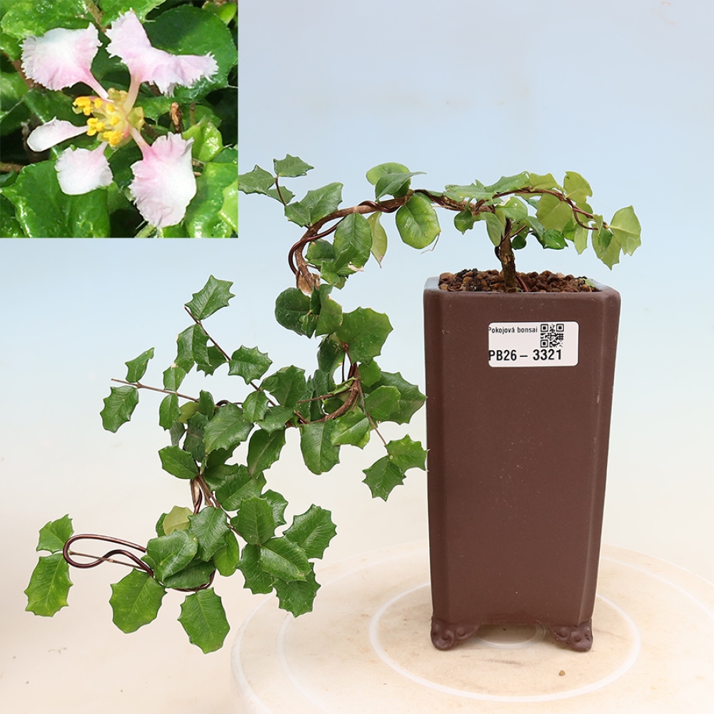 Bonsai da interno - Malpighia delle Barbados - Malpighia coccigera