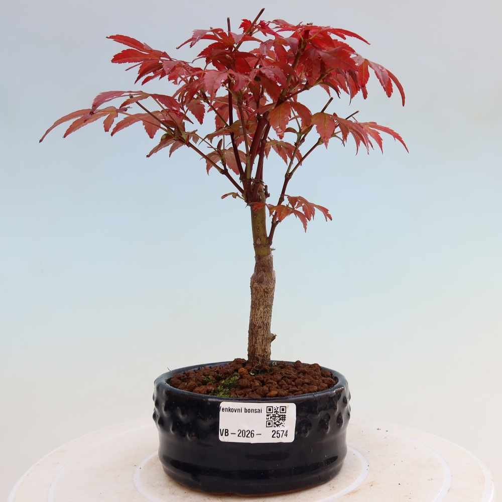 Bonsai da esterno - Palma Acer. Atropurpureum-Javor palmate