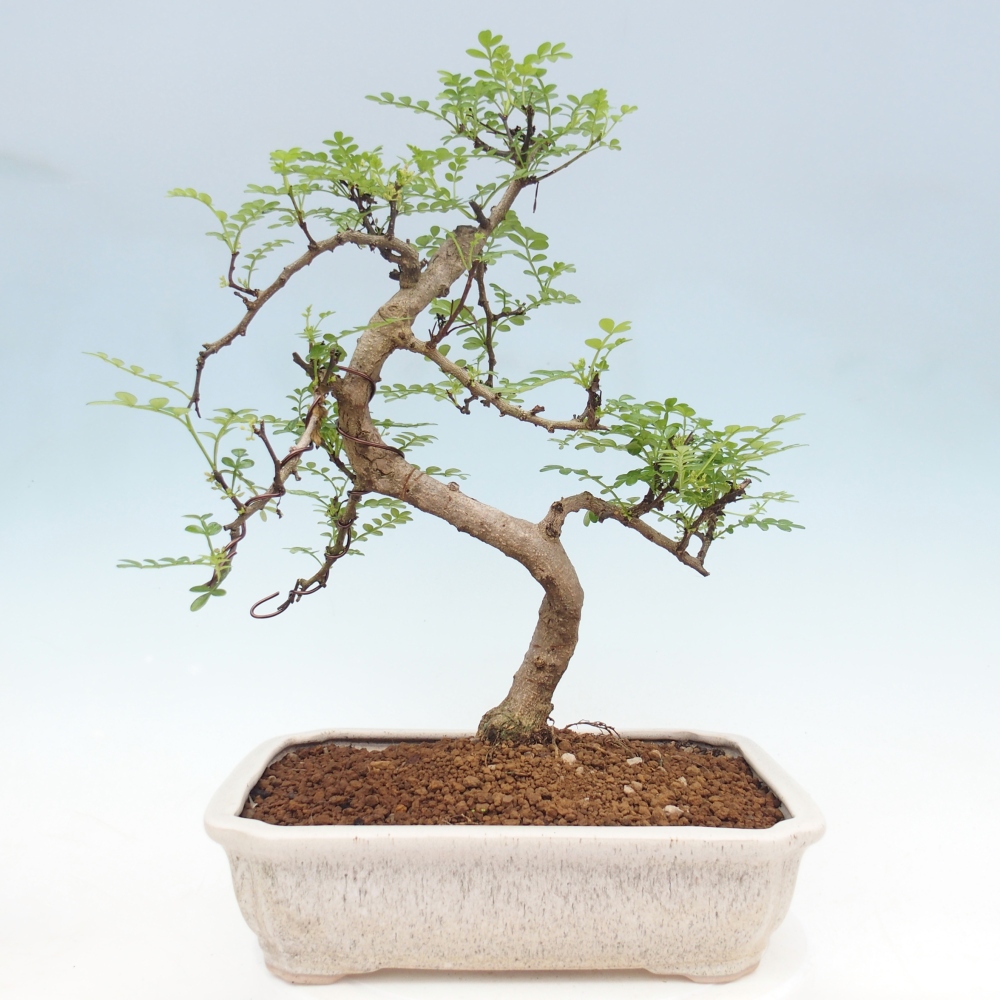 Camera bonsai - Zantoxylum piperitum - albero del pepe