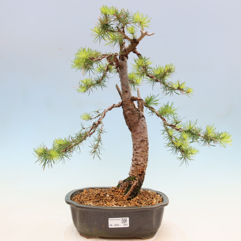Bonsai da esterno -Larix decidua - Larice