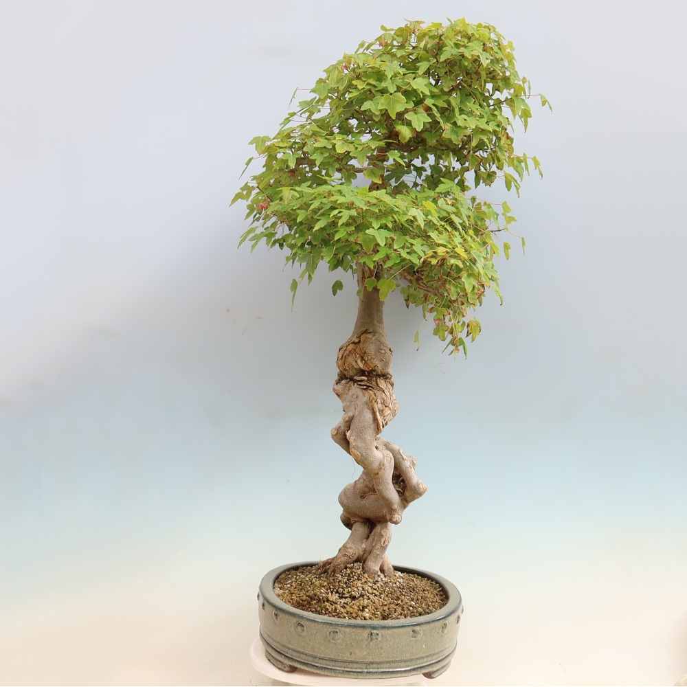 Bonsai da esterno - Acer Buergerianum - Acero di Burger