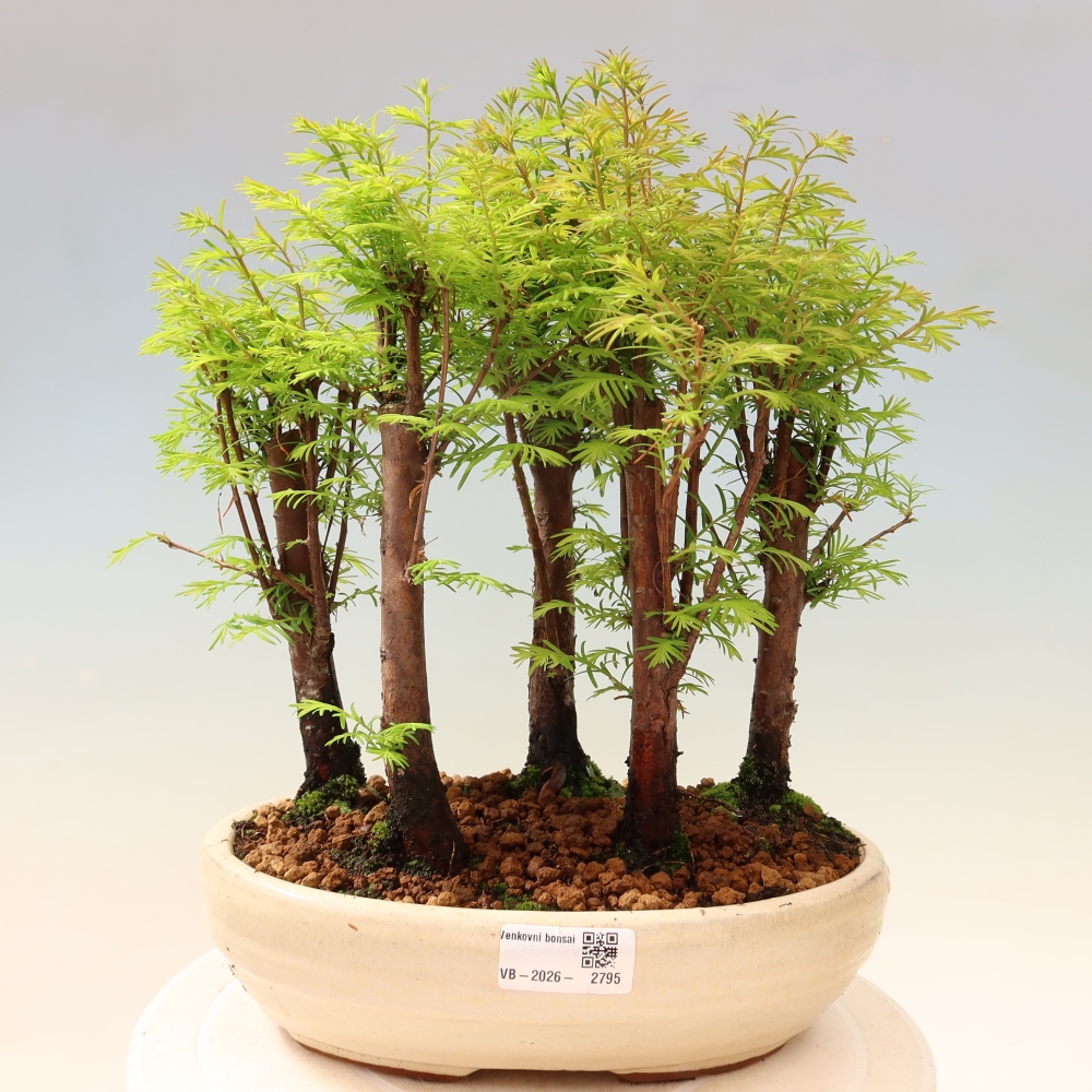 Bonsai da esterno - Metasequoia glyptostroboides - Metasequoia cinese - boschetto