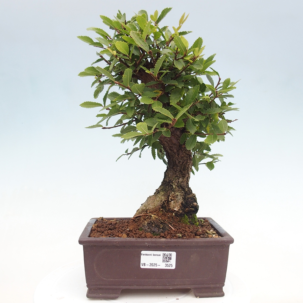 Bonsai da esterno - Zelkova - Zelkova NIRE