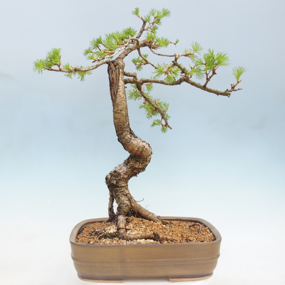 Bonsai da esterno -Larix decidua - Larice