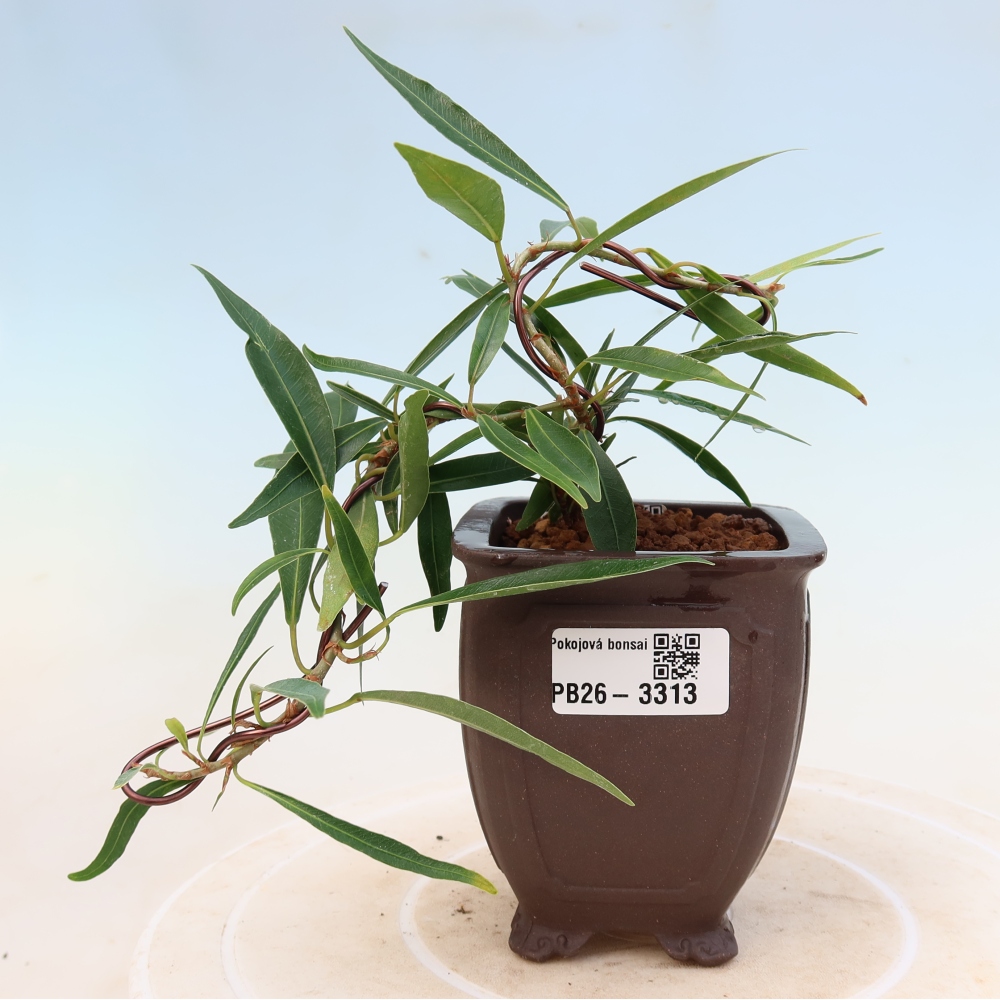 Camera bonsai - Ficus nerifolia - ficus a foglie piccole