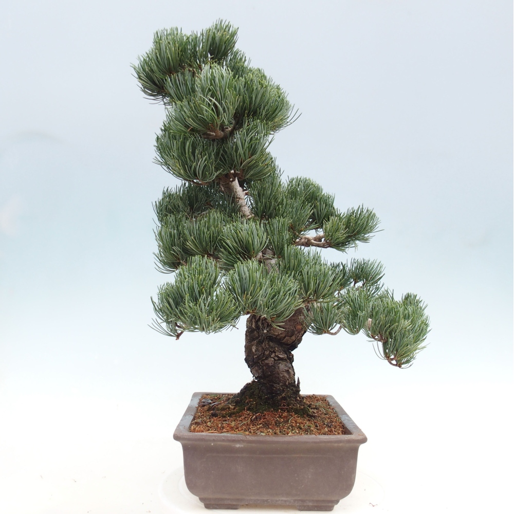 Bonsai da esterno - Pinus parviflora - Pinus parviflora