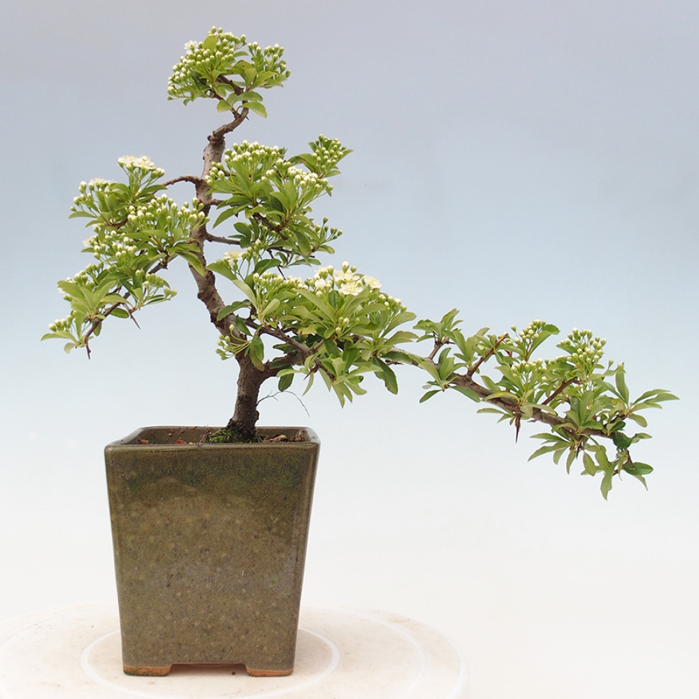Bonsai da esterno-Pyracantha Teton -Hlox