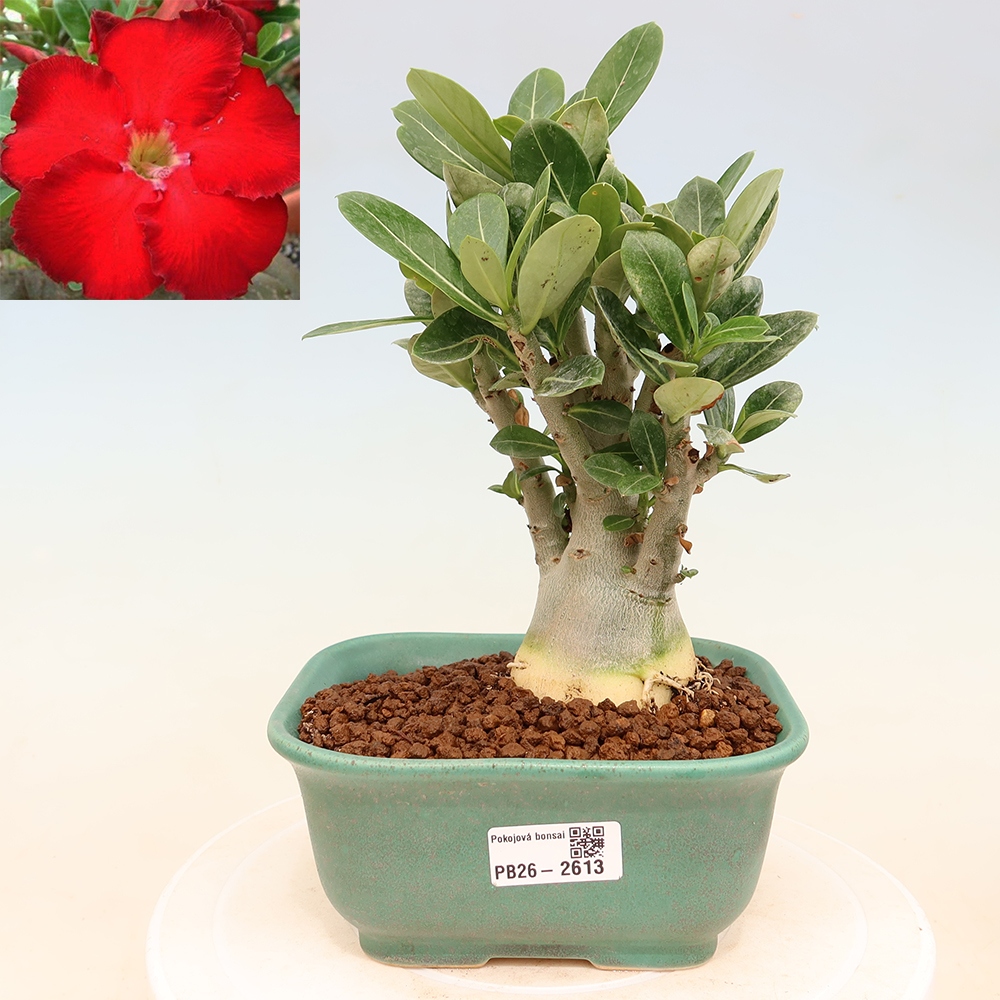 Bonsai da interno - Adenium obesum Red Star - Rosa del deserto