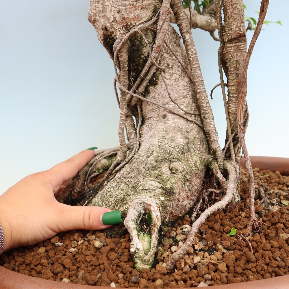 Camera bonsai - Ficus kimmen - ficus a foglie piccole